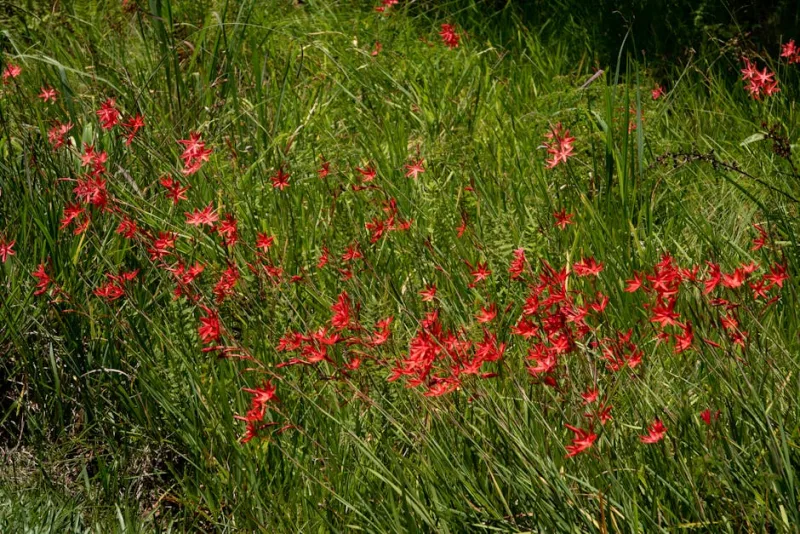 Watsonia - Watsonia spp.