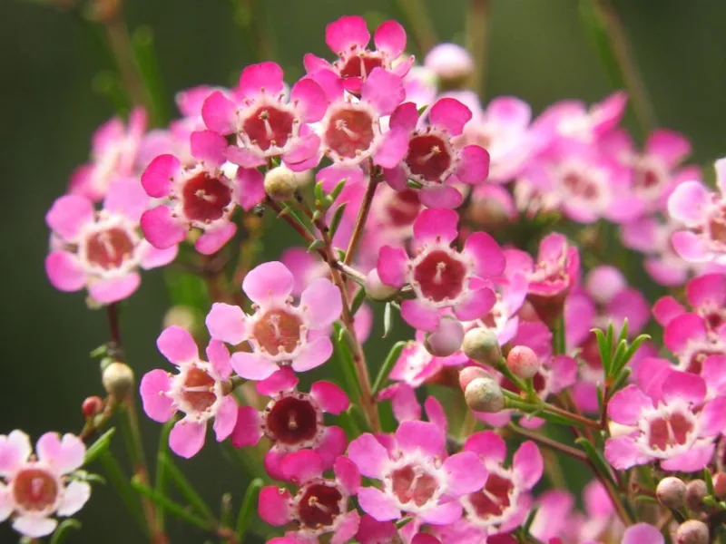 Waxflower - Chamelaucium uncinatum