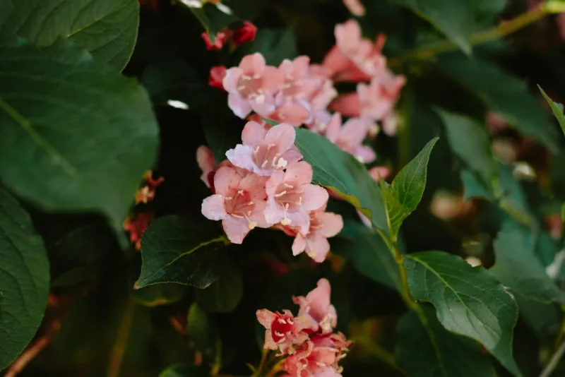 Weigela Bristol Ruby - Weigela 'Bristol Ruby'