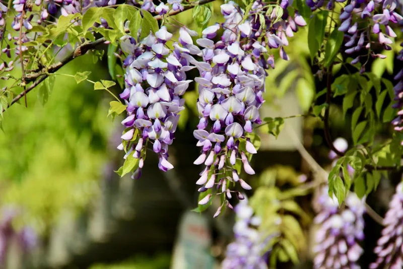 Wisteria Macrostachya Blue Moon - Wisteria macrostachya 'Blue Moon'