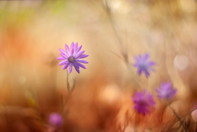 Xeranthemum - Xeranthemum annuum