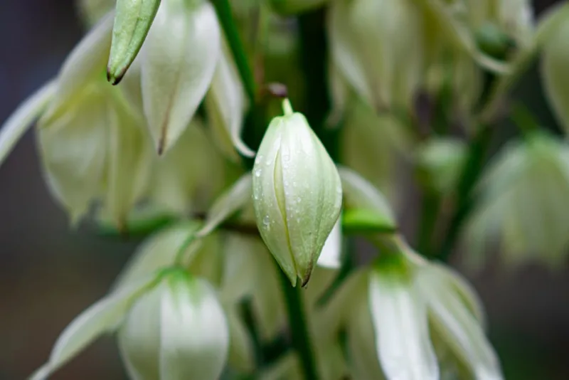 Yucca Rostrata - Yucca rostrata