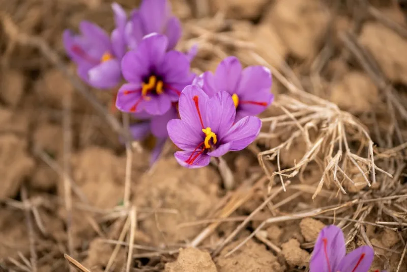 Zafferano Abruzzese - Crocus sativus
