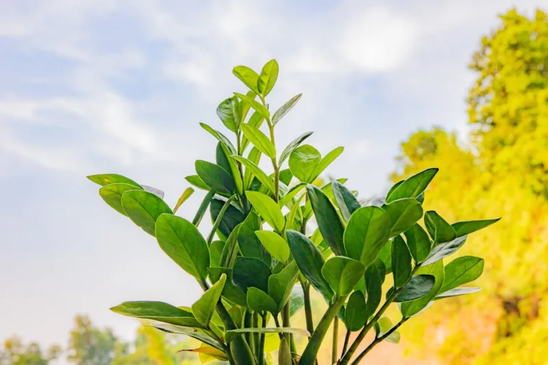 Zamioculcas - Zamioculcas zamiifolia