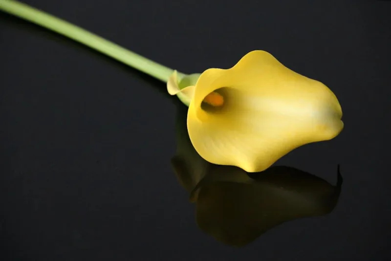 Zantedeschia Black Star - Zantedeschia 'Black Star'
