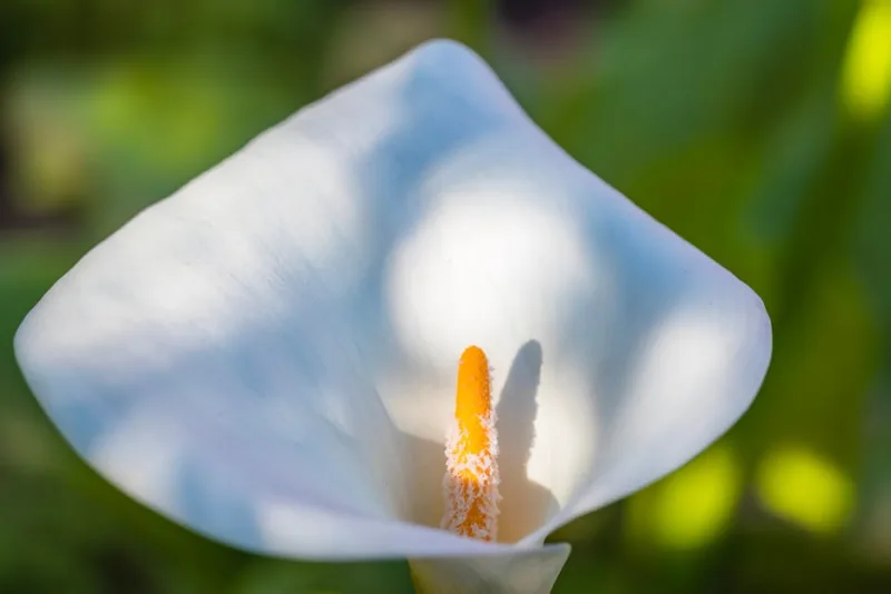 Zantedeschia Crowborough - Zantedeschia aethiopica 'Crowborough'