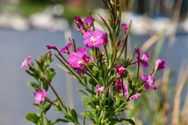 Zauschneria - Epilobium canum
