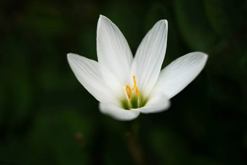 Zephyranthes - Zephyranthes candida