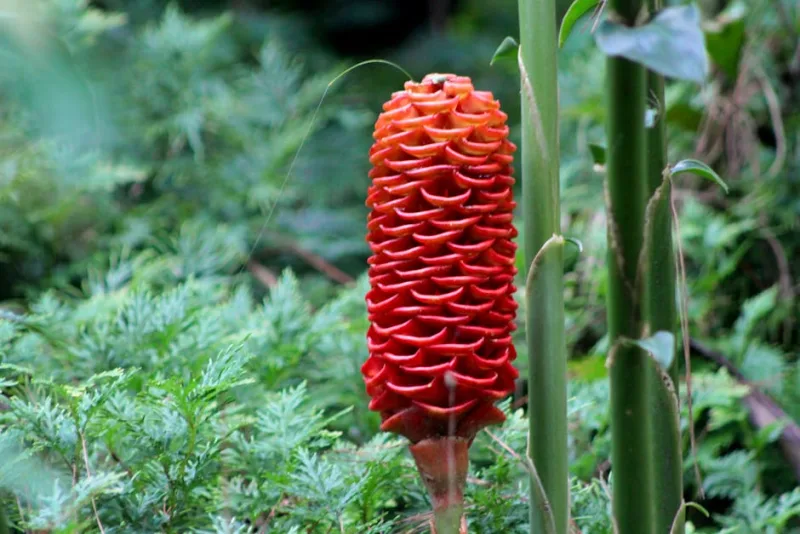 Zingiber - Zingiber spectabile