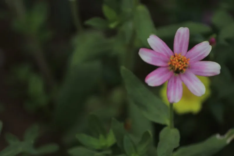 Zinnia Angustifolia - Zinnia angustifolia