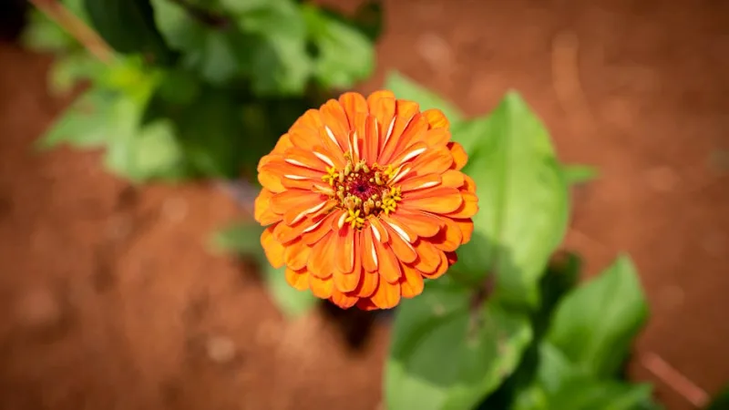 Zinnia Cut and Come Again - Zinnia elegans 'Cut and Come Again'