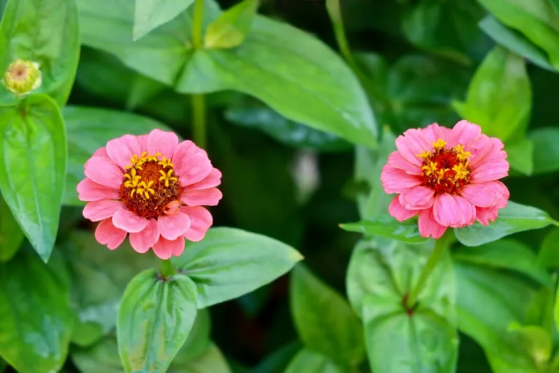 Zinnia Profusion - Zinnia 'Profusion'