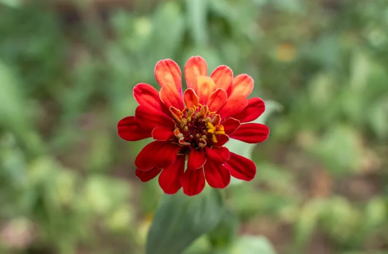 Zinnia Zahara - Zinnia marylandica 'Zahara'