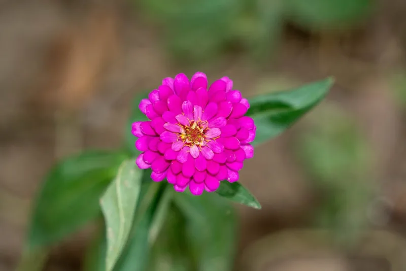 Zinnia Zowie Yellow Flame - Zinnia elegans 'Zowie Yellow Flame'