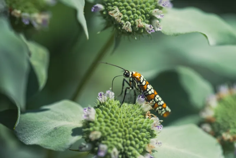 Zizia Aurea - Zizia aurea