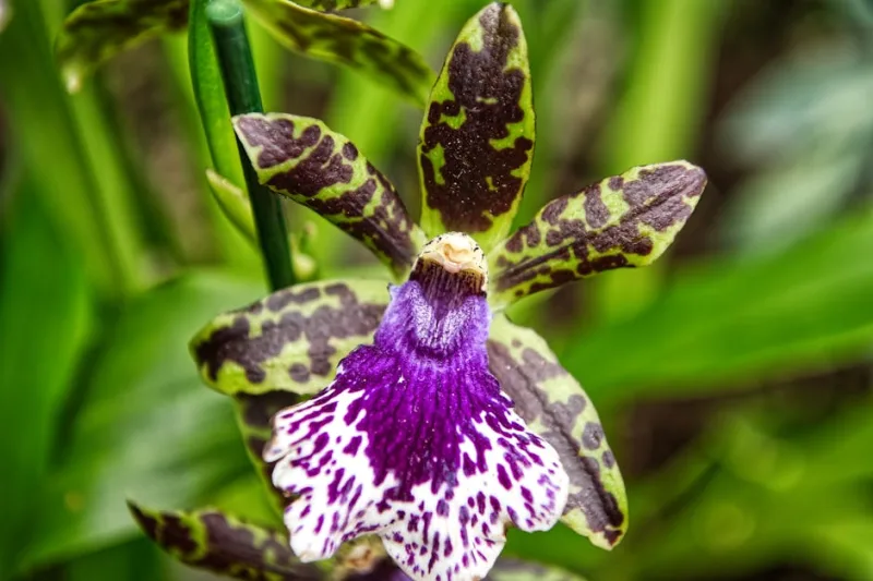 Zygopetalum Mackayi - Zygopetalum mackayi